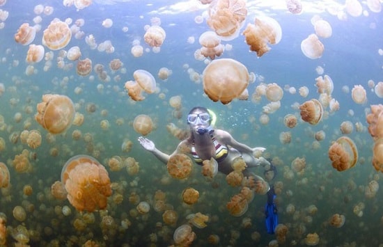 Pulau Kakaban (Danau Ubur-ubur) Pulau Kakaban (Danau Ubur-ubur)