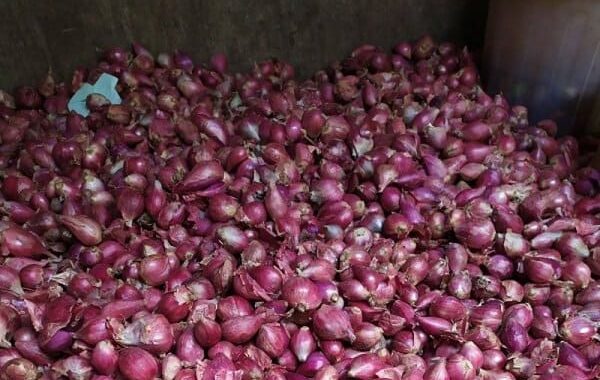 Jual Bawang Merah Solo