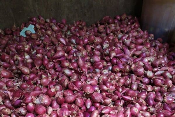 Jual Bawang Merah Solo