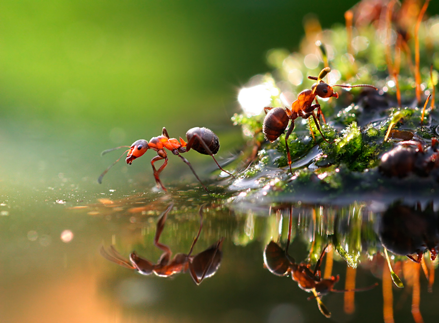 Macro Photography